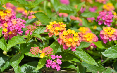 Transform Your Front Yard with These 5 Low Maintenance Plants Perfect for North Texas