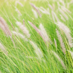 Fallas Landscape Mexican Feather Grass