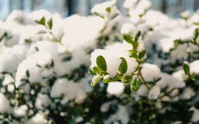 Reviving Your Landscape: Recovery Tips After a North Texas Hard Freeze