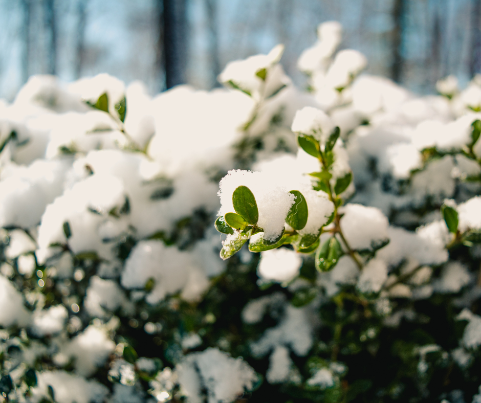 Fallas Landscape frozen plants