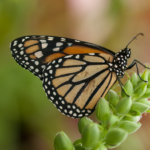 Fallas butterfly plants