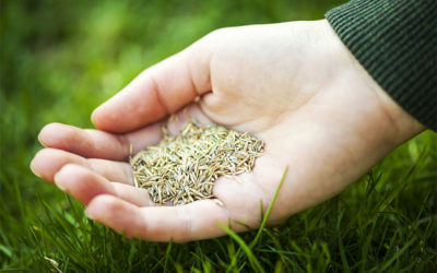 Should You Seed More Rye in the Winter for Perfect Lawn Maintenance?